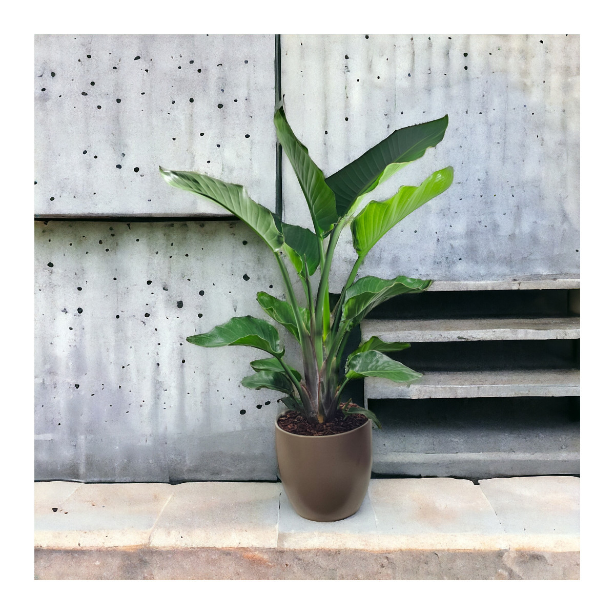 Vazoninis Augalas "Strelicija"