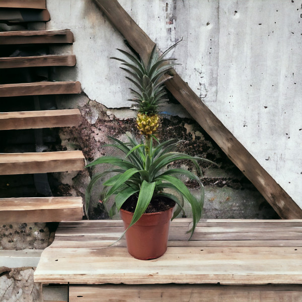 Vazoninė Gėlė "Ananasas" be...