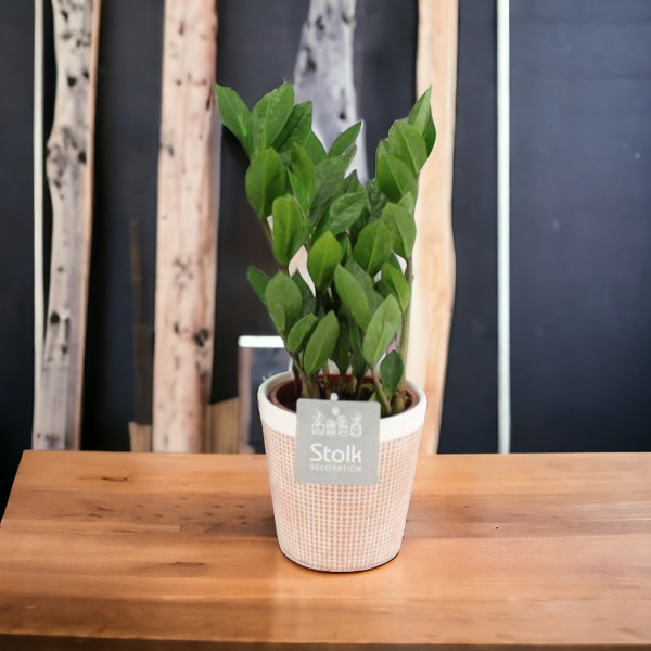 Vazoninis Augalas "Pinigų...