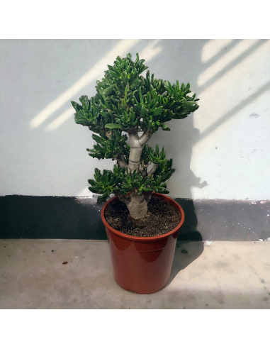 Vazoninis Augalas "Crassula Ovata Hobbit"